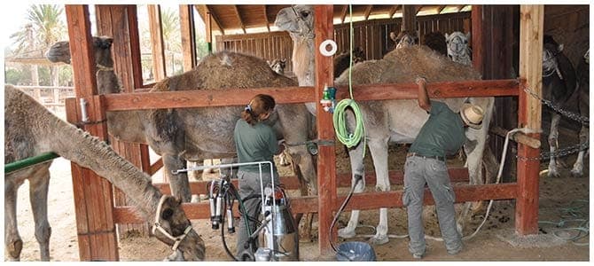 La leche de camella ‘made in Fuerteventura’, una de las sensaciones de Madrid Fusión