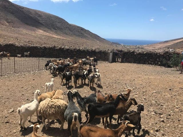 El sector ganadero de Canarias advierte en el Parlamento del riesgo de desaparición