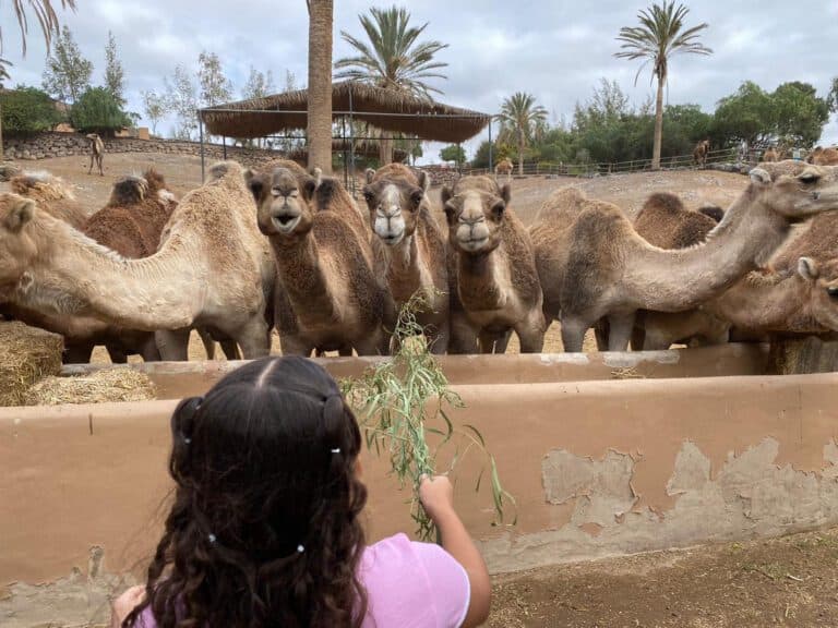 Éxito de la iniciativa “Camino de Sus Majestades de Oriente” con más de 4.500 participantes