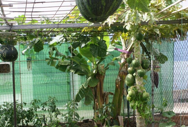 Publicada la lista provisional de admitidos para la ocupación de los huertos urbanos