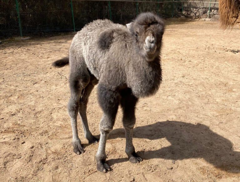 Francisco, el primer camello bactriano que nace en Canarias
