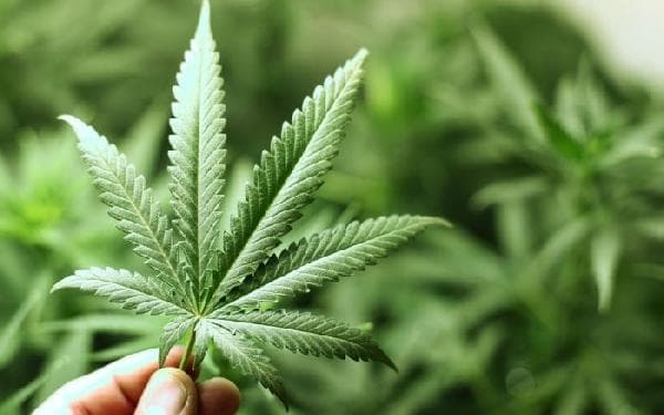 Las farmacias en Canarias, a favor del cannabis medicinal y dispensado por profesionales