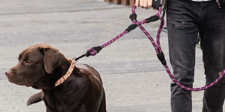 Fundación Once entregará perros guía a dos personas invidentes de Fuerteventura