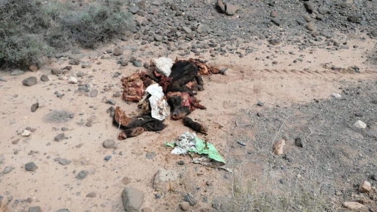 Oasis Wildlife denuncia el abandono de animales muertos por parte de vecinos de la Isla en Goroy