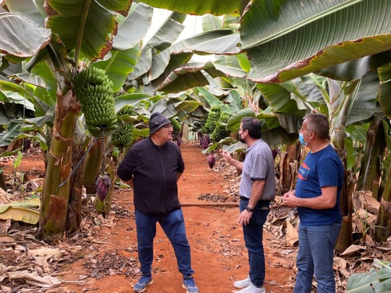 El Cabildo pone en valor la explotación de productos agrícolas innovadores para diversificar el sector