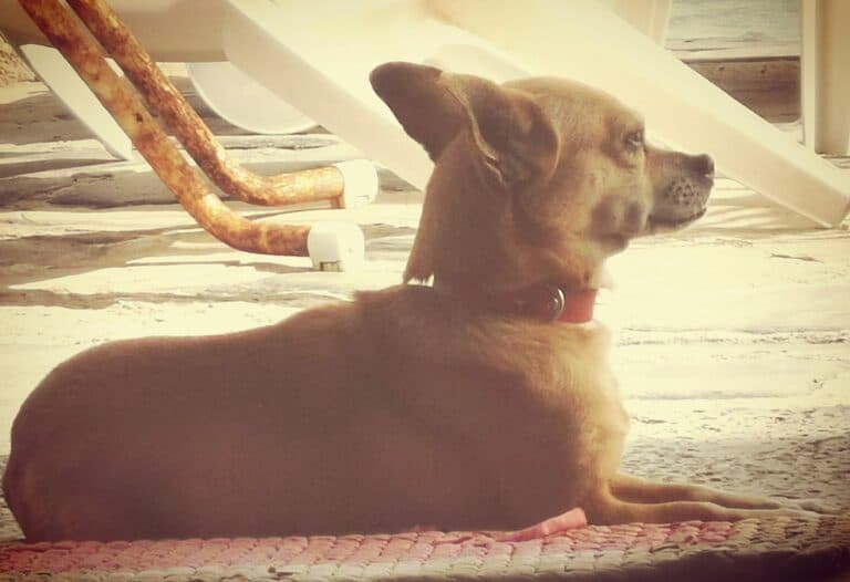 La Campaña de Vacunación Antirrábica llega a Antigua y Agua de Bueyes