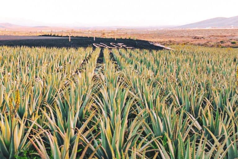 Las empresas de Aloe Vera majoreras plantean la creación de una marca exclusiva