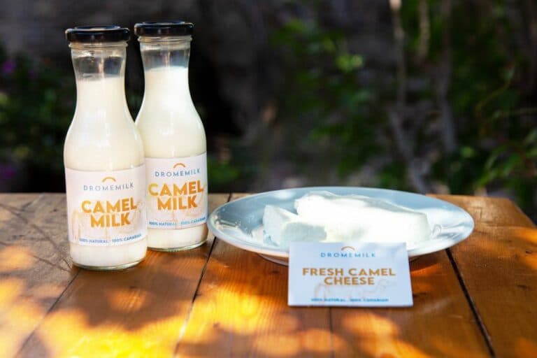 El primer queso de camella de España se elabora en Fuerteventura