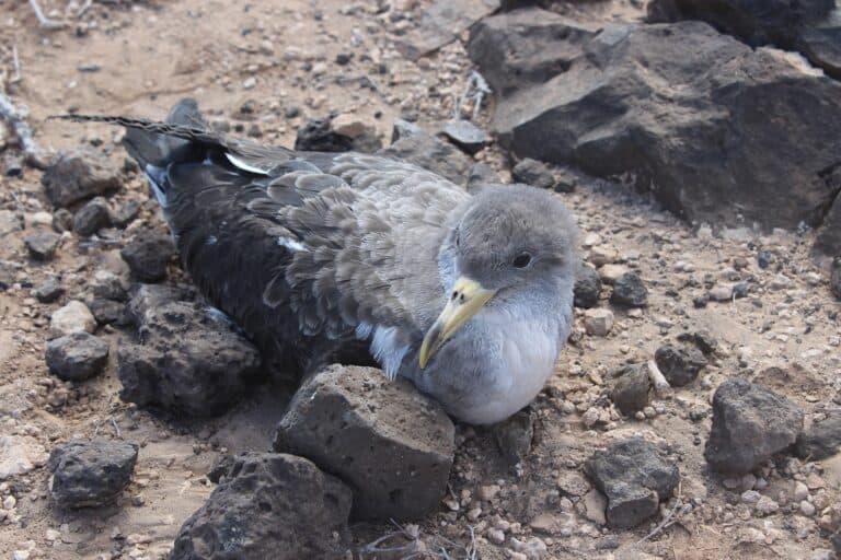 Fuerteventura pretende evitar incidentes durante la época de cría de la pardela