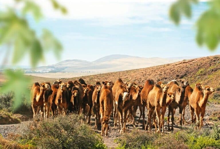 Oasis Wildlife abrirá de miércoles a domingo