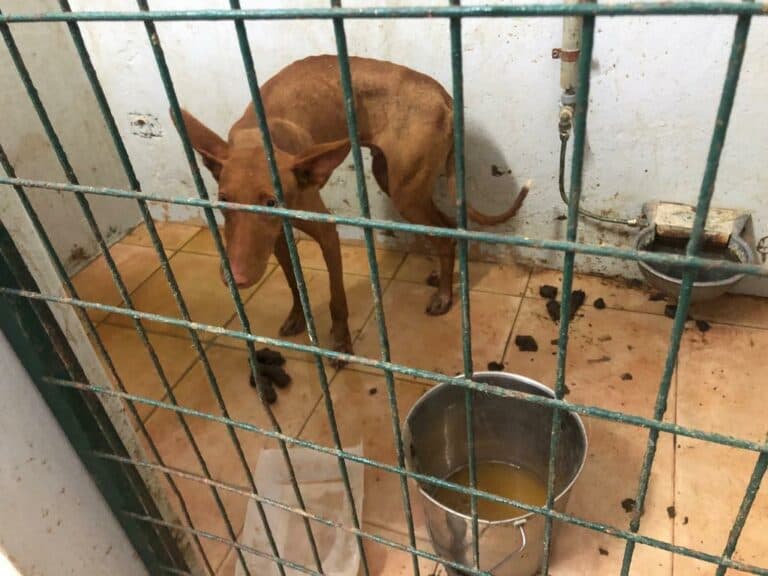 CC pregunta sobre un presunto caso de maltrato animal en la perrera portuense