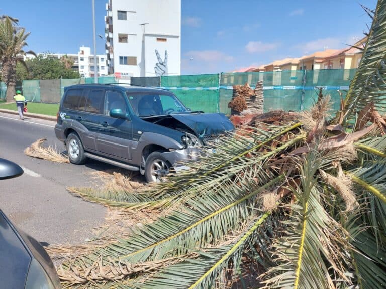 CC culpa de las «palmeras muertas» en Puerto del Rosario a la «dejadez» del grupo de gobierno