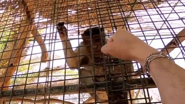 Oasis Wildlife denuncia a dos individuos que maltrataron animales para mostrarlo en redes sociales