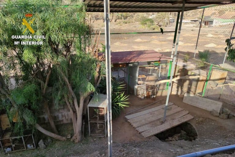 Requisan 20 aves exóticas y 18 invasoras a dos personas en Fuerteventura