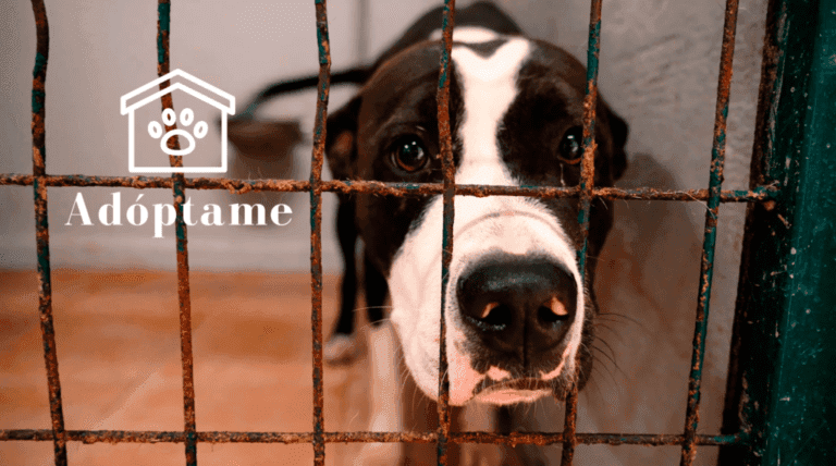 Saturación en la perrera portuense: «Es muy difícil sancionar, los perros están sin chip»