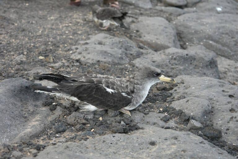 Las luces del corredor de Playa Blanca se apagarán hasta el 14 de noviembre para proteger a la Pardela Cenicienta