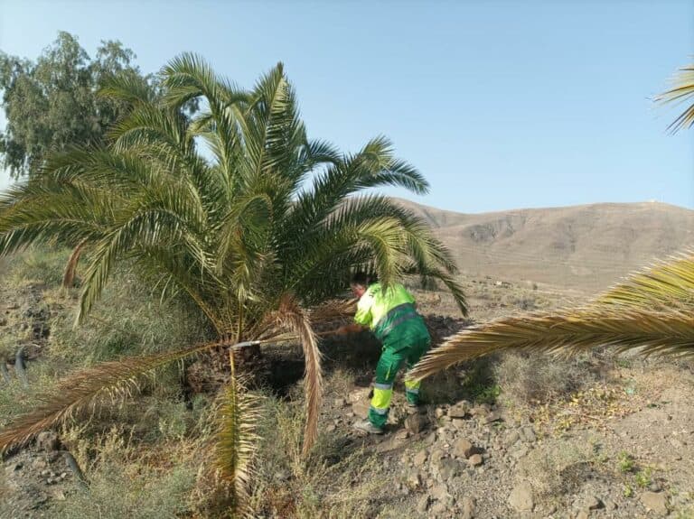 El ayuntamiento poda y fumiga unas 1.000 palmeras en Tarajal de Sancho