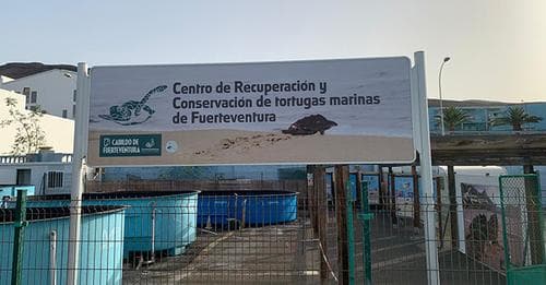 El Centro de Recuperación de Tortugas Marinas de Morro Jable abre al público