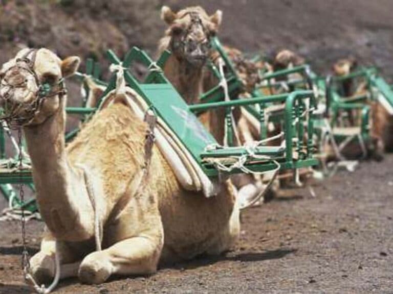 Denuncian la mala praxis llevada a cabo con una cría de camello en Lanzarote