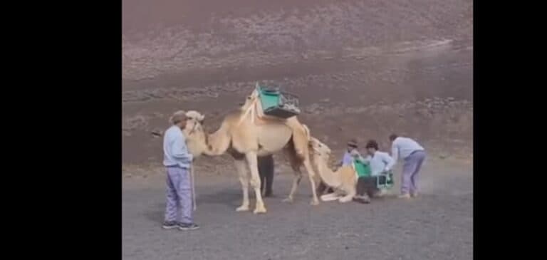 Una ONG internacional pide que se ponga fin a los paseos en camello en Lanzarote