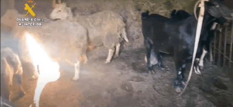 Investigan a un anciano en Canarias por tener más de 70 animales en condiciones «deplorables»