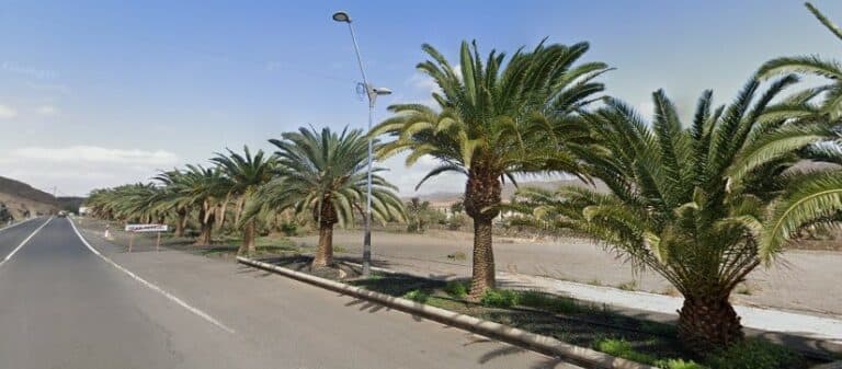 El Cabildo mejorará la entrada a Gran Tarajal con la limpieza y poda de palmeras