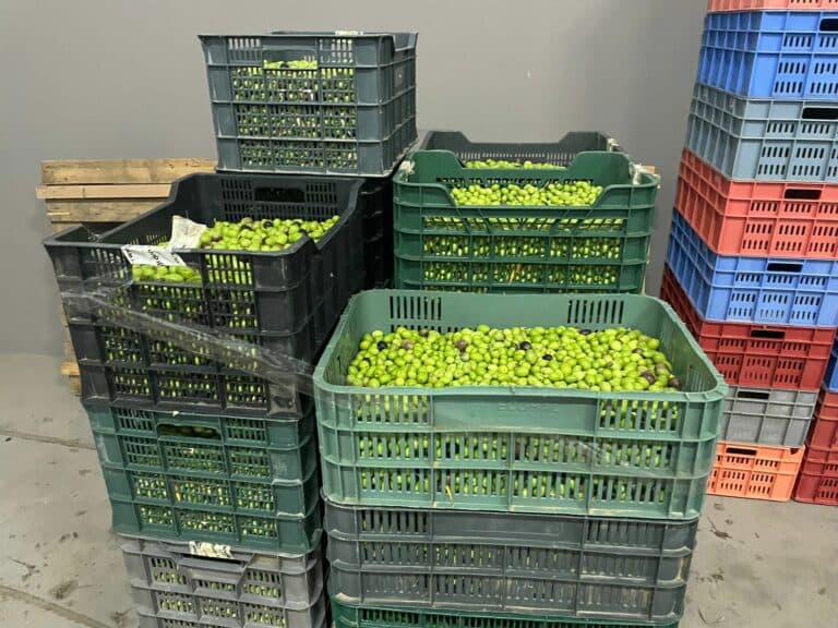 Fuerteventura produce más de 20 mil litros de aceite de oliva en una campaña de récord