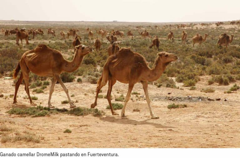 Dromemilk Camel Bio Farm, el proyecto de protección del camello canario, abre al público de forma permanente, impulsando el turismo sostenible