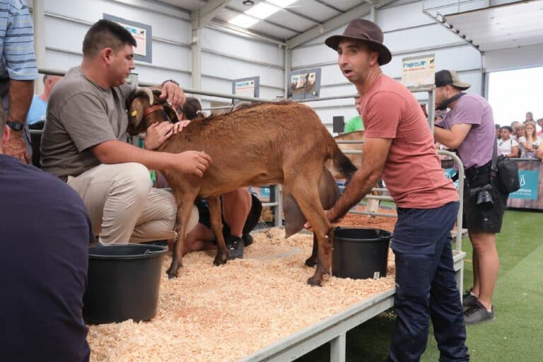 FEAGA 2026 ya tiene fecha: la feria del sector primario se celebrará del 16 al 19 de abril en Pozo Negro