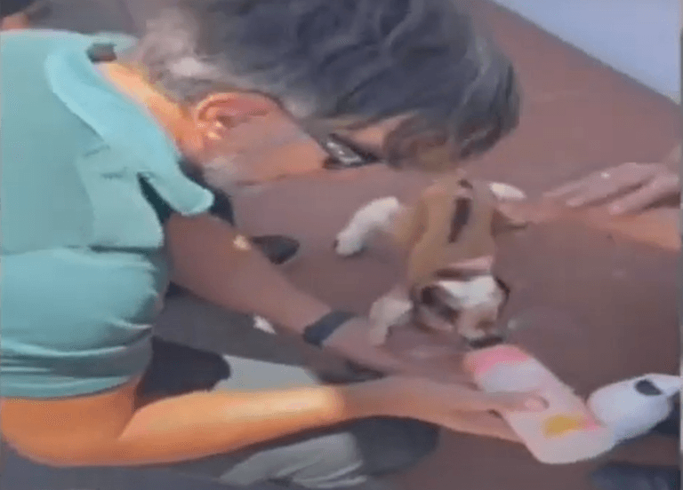 La Guardia Civil de Corralejo auxilia a un cabrito deshidratado