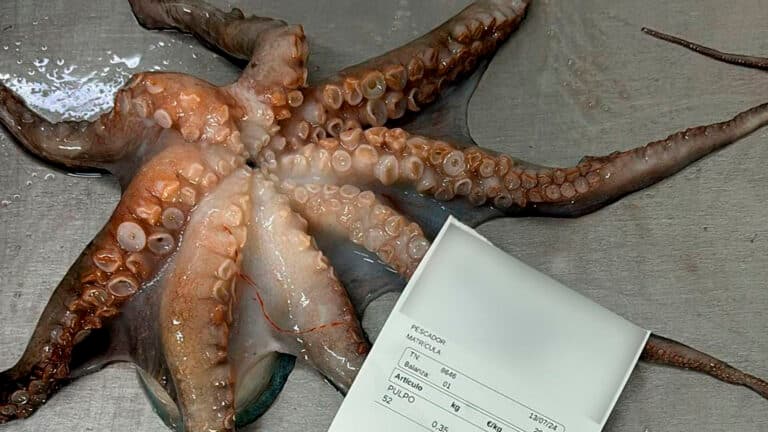 Pillado a un furtivo con 27 kg de pulpos en el Islote de Lobos