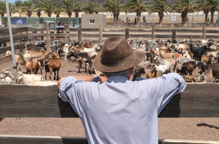 El Cabildo de Fuerteventura logra la declaración definitiva de las apañadas como Bien de Interés Cultural