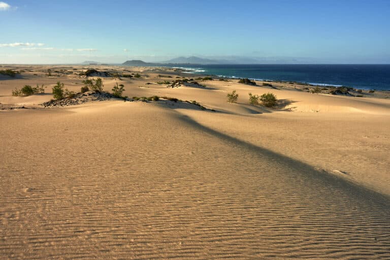 600.000 euros para la restauración del sistema dunar de Corralejo