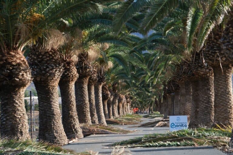 Pozo Negro ya está listo para Feaga 2025: el Cabildo culmina los trabajos de acondicionamiento