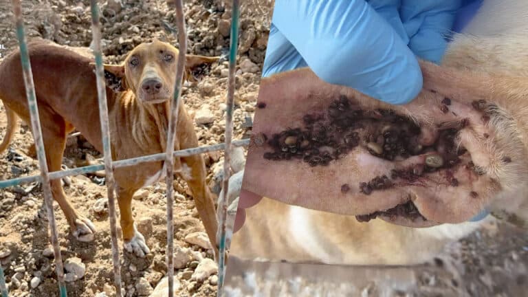 En Antigua, tres podencos en un infierno de alambres oxidados y hambre