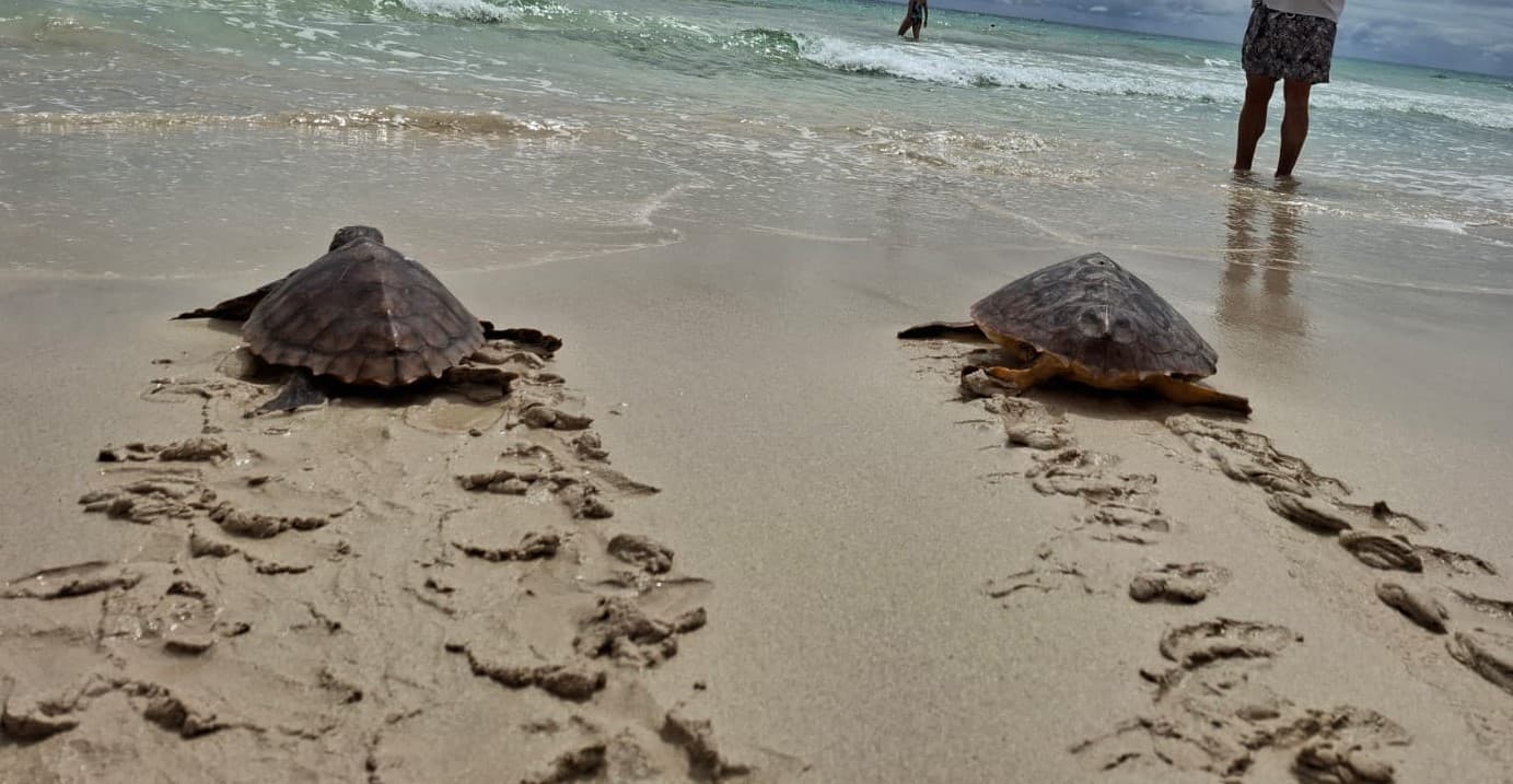 Liberados cinco ejemplares de tortuga que quedaron atrapados en las costas de Fuerteventura