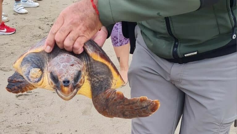 Más de 150 escolares participan en la suelta de tres tortugas marinas recuperadas en las costas de Fuerteventura