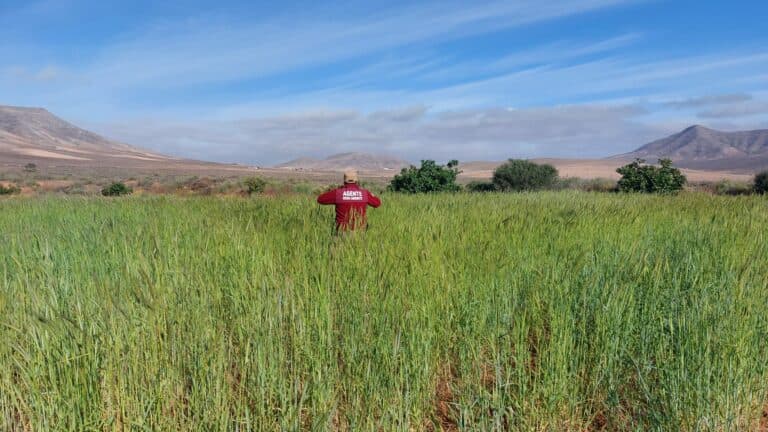 La prueba de plantación de centeno del Cabildo, todo un precedente para su uso en la artesanía majorera