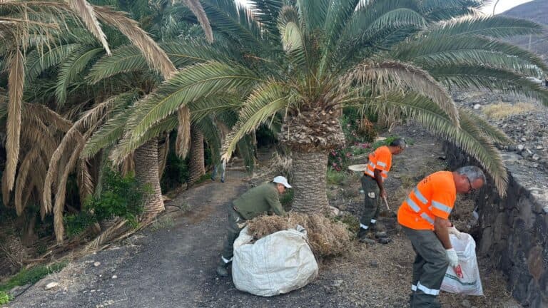 El Cabildo moviliza a las cuadrillas de limpieza para despejar de malezas el entorno del CEIP Morro Jable