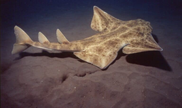 Canarias, refugio natural para los tiburones: un legado marino que urge proteger