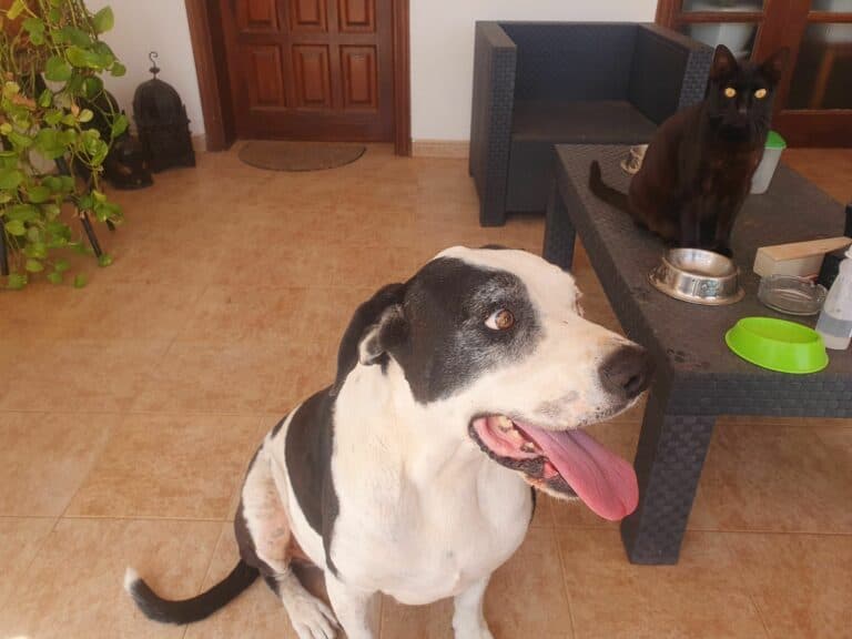 Puerto del Rosario lanza una campaña de vacunación y microchip para perros y gatos