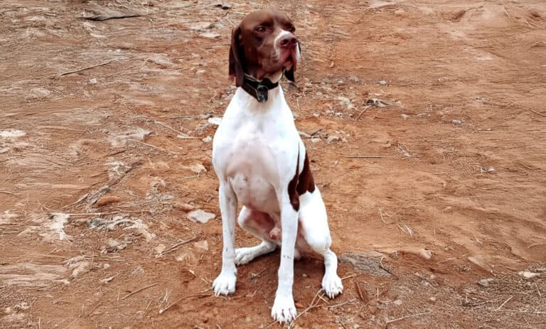 Antigua acoge este domingo la Prueba APM del Circuito Canario de Trabajo de Campo para Perros de Muestra