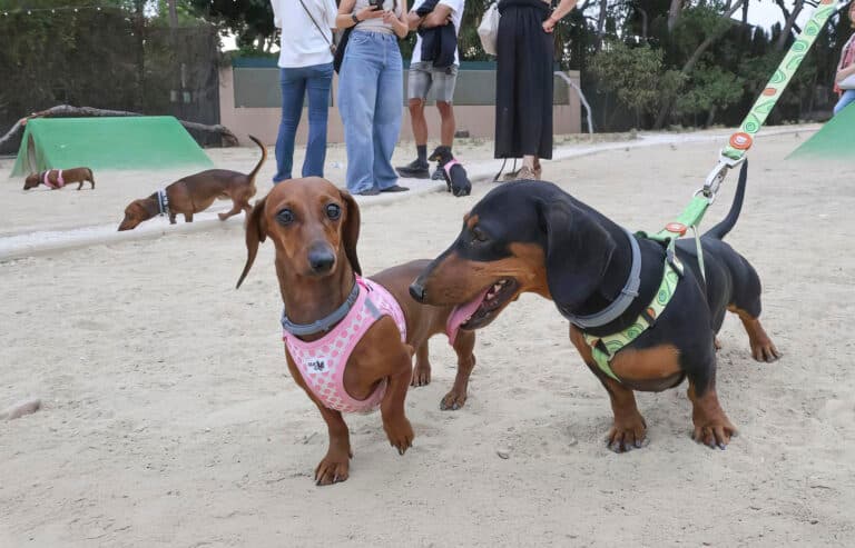 La Salchiquedada aterriza en Fuerteventura para celebrar la diversidad canina