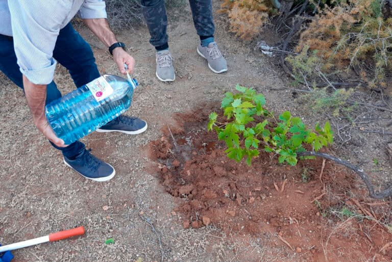 La “fiebre del vino” en Fuerteventura produce treinta hectáreas de viña en ocho años