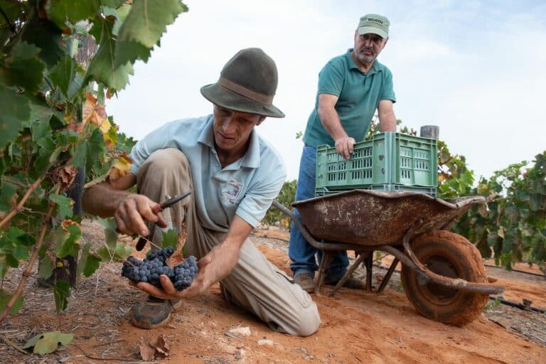 Fuerteventura, santuario genético de la vid: la “viña heroica” majorera confirma su valor frente al cambio climático