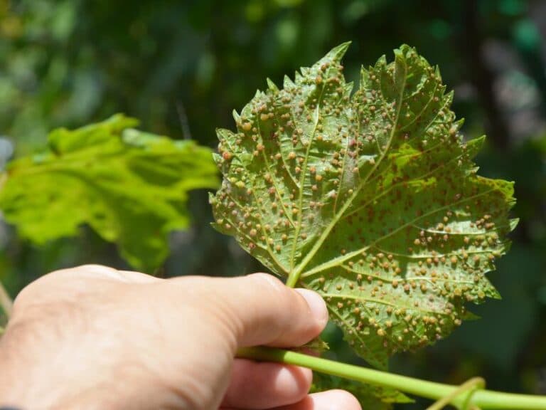 Prohibido el movimiento de uva y viñas: el Archipiélago se blinda ante la filoxera