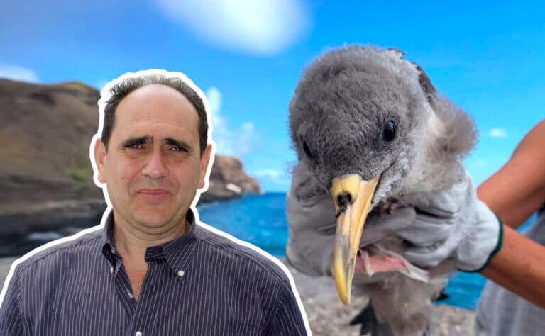 “La pardela cenicienta es el símbolo de todas las aves marinas que crían en nuestras islas”