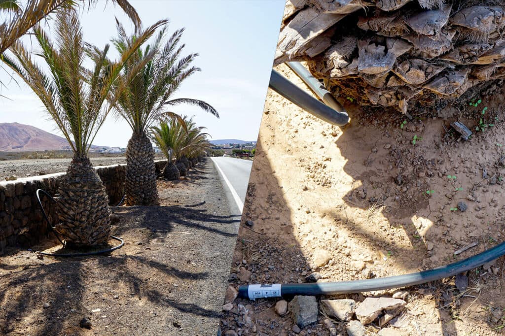 Continúan los actos vandálicos contra el servicio de Jardines de La Oliva