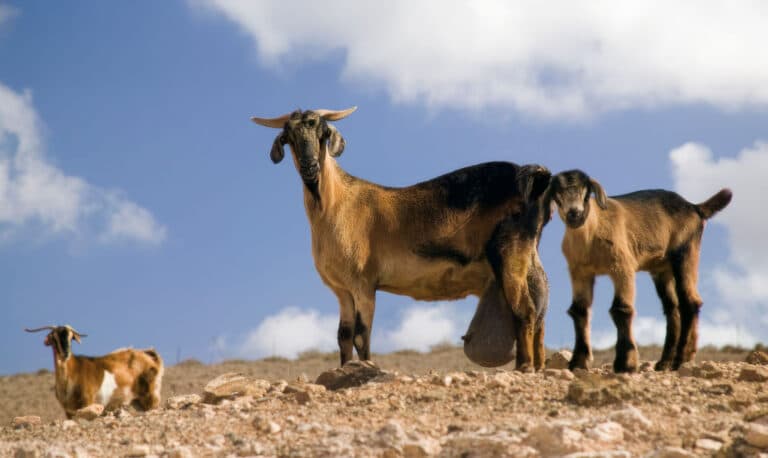 ADN revelador: las cabras actuales de Canarias descienden de las traídas hace 1.800 años