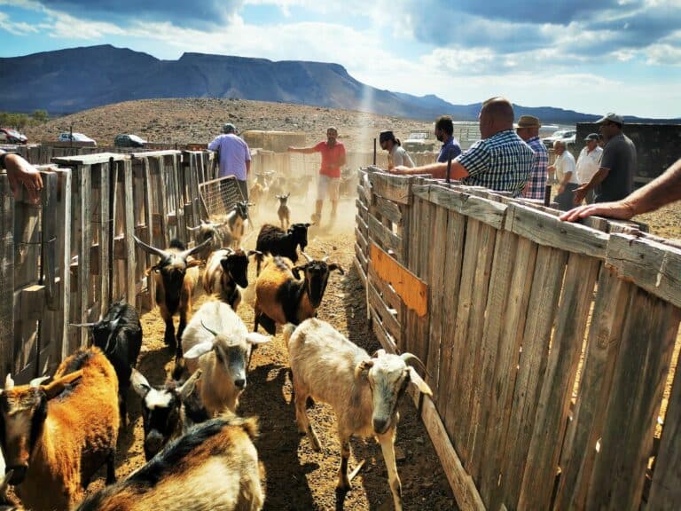 Antigua cierra 2025 con el abono de 150.000 euros al sector primario del municipio